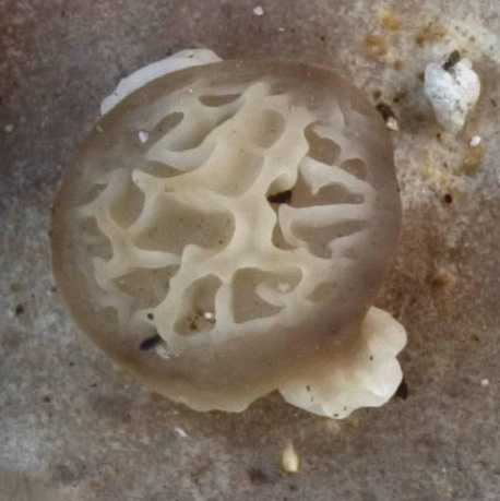 QUIZ SERIO 2- Scherzo della natura